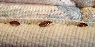 bed bugs naturally