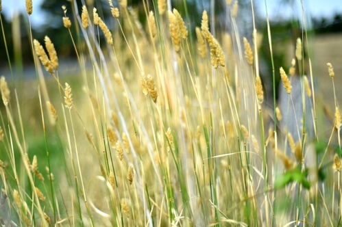 Pasture Grass Seeds
