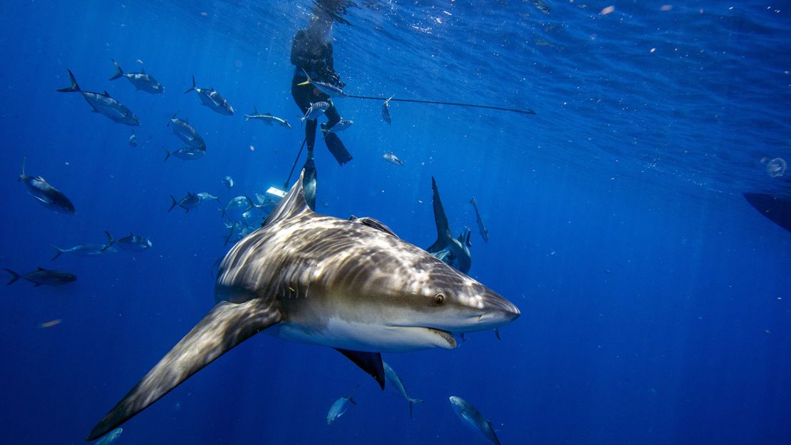 Must-Have Items for a Shark Encounters Tour
