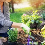 cleveland bulk mulch